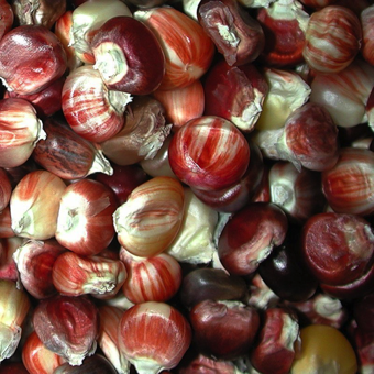 Caryopsis - the fruit of a grass with the fruit wall and seed coat tightly fused (Corn)